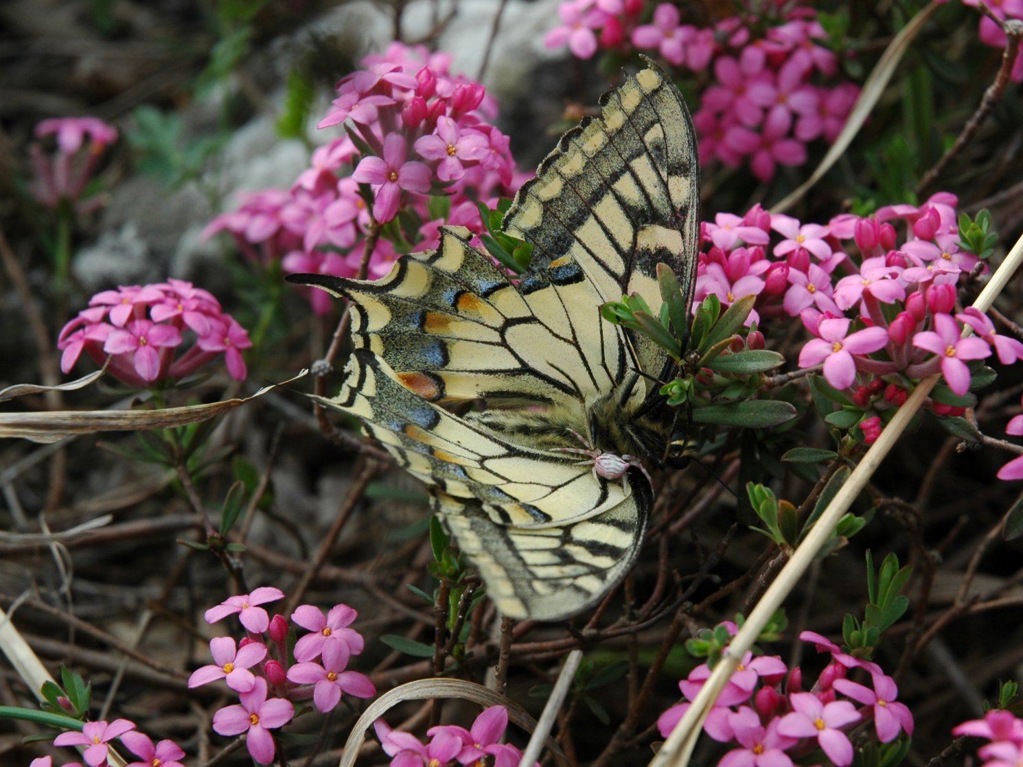 Ragno (giovane Thomisus) aggredisce farfalla (macaone)